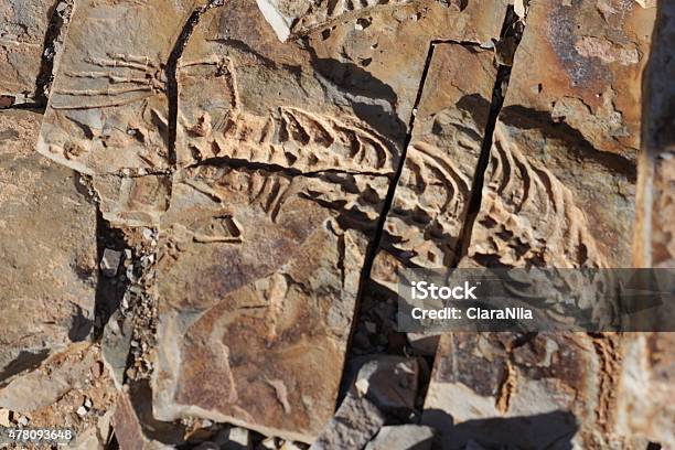 Petrification Fossils Skeleton Fossils Archaeology Stock Photo - Download Image Now