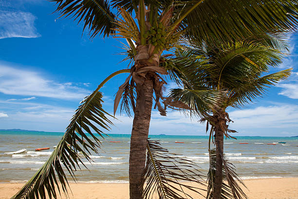 istock Palm trees and blue sky over the sea 478093758