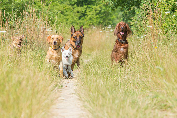 hund warten auf abruf - group of dogs stock-fotos und bilder