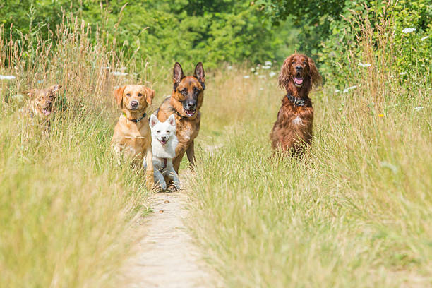 psy czeka na polecenie - golden retriever dog retriever waiting zdjęcia i obrazy z banku zdjęć