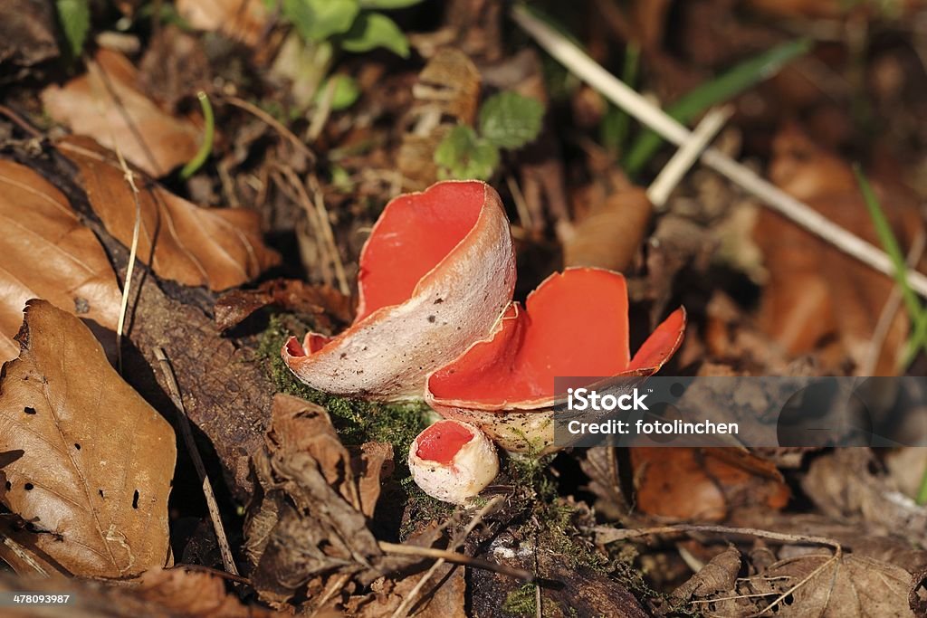 Cup-Pilz-Sarcoscypha coccinea Pilzen - Lizenzfrei Fotografie Stock-Foto