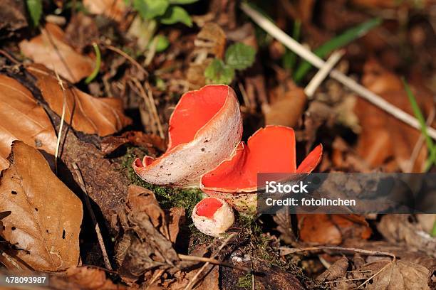 Cuppilzsarcoscypha Coccinea Pilzen Stockfoto und mehr Bilder von Fotografie - Fotografie, Horizontal, Klein