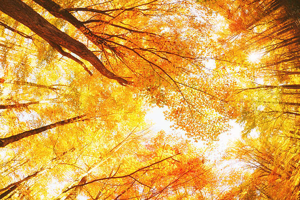 colorida floresta no outono - great smoky mountains great smoky mountains national park tree group of objects - fotografias e filmes do acervo