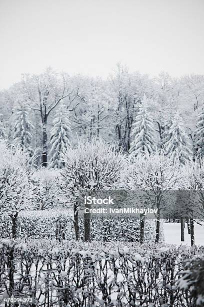 Árvores De Inverno - Fotografias de stock e mais imagens de Ao Ar Livre - Ao Ar Livre, Beleza natural, Branco
