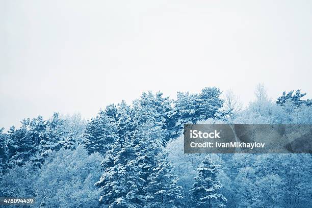 Las Sosnowy - zdjęcia stockowe i więcej obrazów Bez ludzi - Bez ludzi, Biały, Bór sosnowy