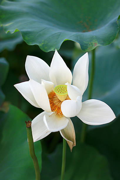 Close up of white lotus flower stock photo