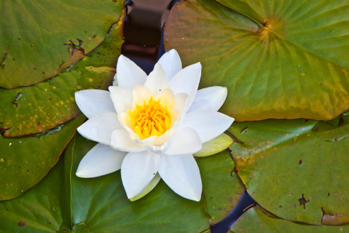 Pink Water Lily and lily pads in a pond.