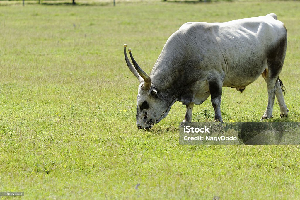 Vacca grigio ungherese - Foto stock royalty-free di Agricoltura