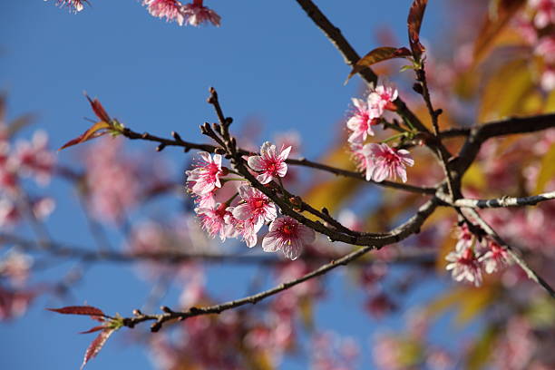 istock Beautiful Thai Sakura at Khun-Chang-kien ,Thailand 478095797