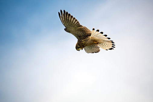 Kestrel hovers above ready to swoop on its prey