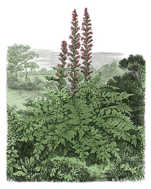 Acanthus Mollis Stock Illustration - Download Image Now - Bear's Breeches,  Color Image, Engraved Image - iStock