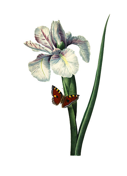 ирис xiphium/redoute цветок иллюстрации - botany illustration and painting single flower image stock illustrations