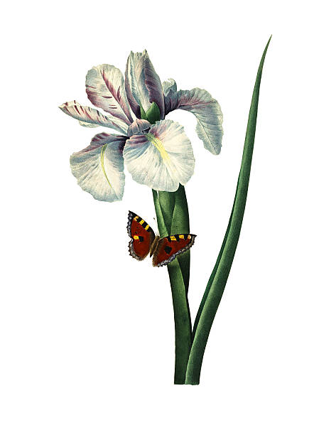 Iris xiphium | Redoubt Flower Illustrations High resolution illustration of a Iris xiphium, also known as Spanish Iris, isolated on white background. Engraving by Pierre-Joseph Redoute. Published in Choix Des Plus Belles Fleurs, Paris (1827). blue iris stock illustrations