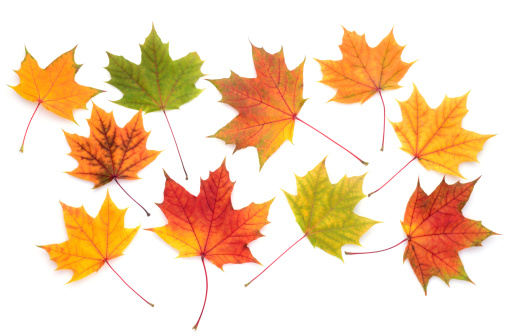 Dried colorful maple leaves on isolated white 