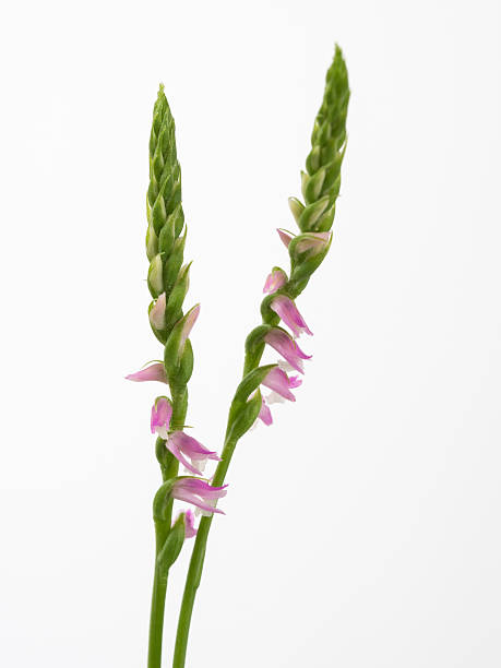 Spiranthes sinensis blooming in a spiral stock photo
