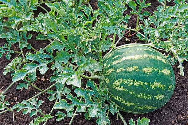 melancia - cucurbitales - fotografias e filmes do acervo