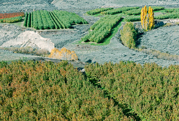 istock Orchards after autumn harvest in central Washington state 478097226