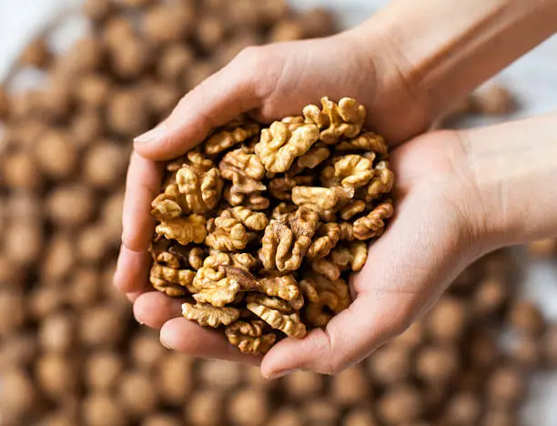 Handful of walnuts kernels against the walnuts in shell background