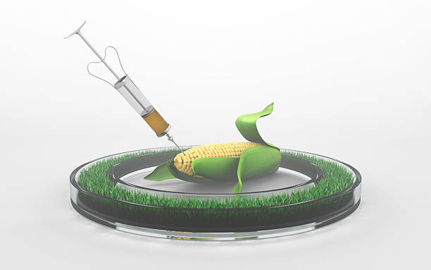 seringue apporte pesticides dans un épi de maïs onwhite arrière-plan - food crop sprayer insecticide dna photos et images de collection