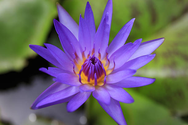 istock Lotus flower in the lake 478098066