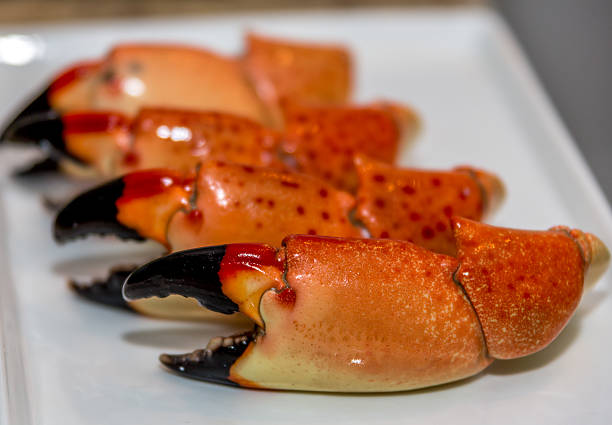 Jumbo Stone Crab Claws Four Stone crab claws ready to eat crab leg photos stock pictures, royalty-free photos & images
