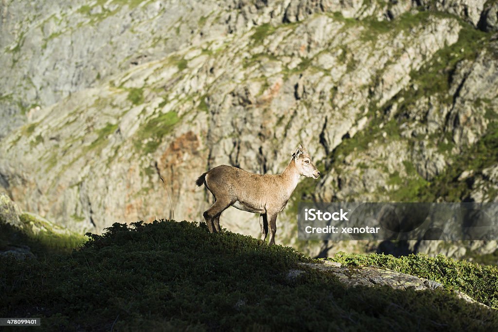 Cabra alpina - Foto de stock de Alpes europeus royalty-free
