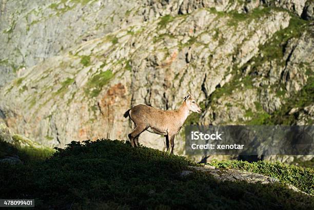 Foto de Cabra Alpina e mais fotos de stock de Alpes europeus - Alpes europeus, Alpes suíços, Animal
