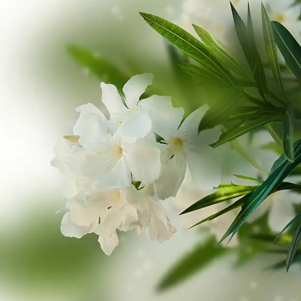 Beautiful white flower.