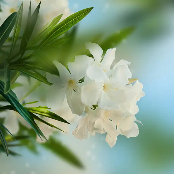Beautiful white flower.