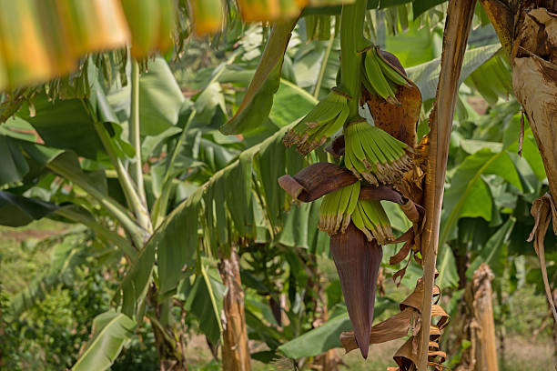 istock Banana Plantation in Martinique 478100174