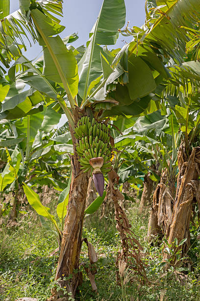istock Banana Plantation in Martinique 478100182