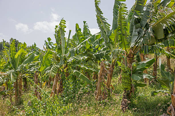 istock Banana Plantation in Martinique 478100186