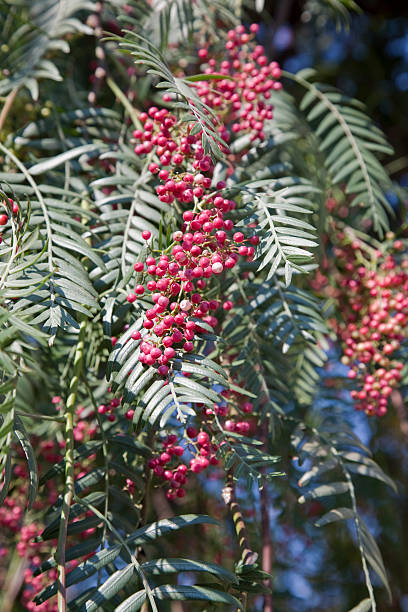 árbol bayas pimienta - pink pepper fotografías e imágenes de stock