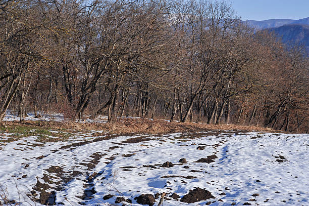 grove of trees sin hojas en la nieve fleld - fleld fotografías e imágenes de stock