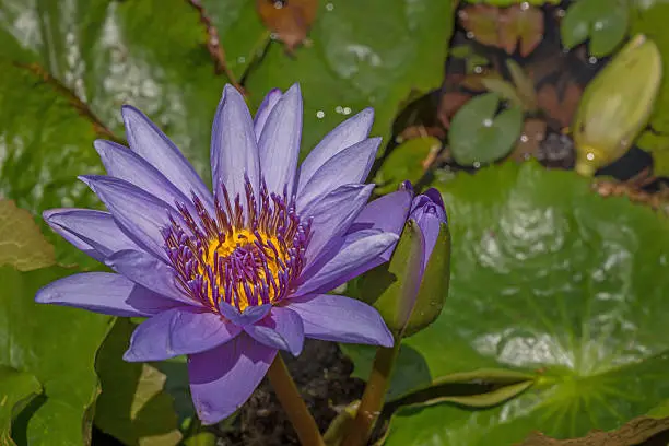 Photo of Water Lily flower in Jardin de Balata, Martinique