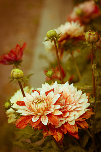 beautiful dahlias stock photo