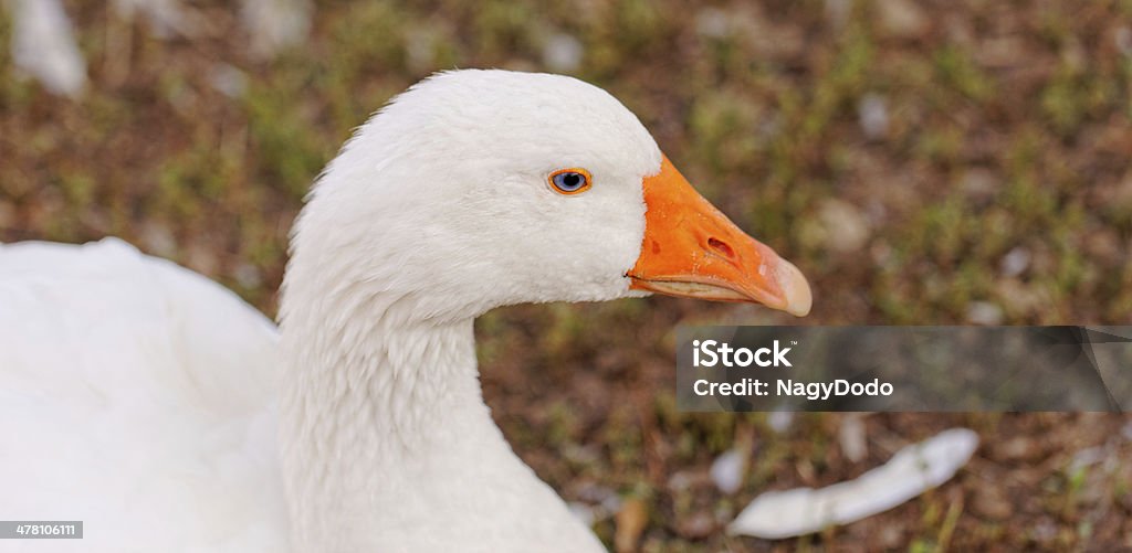 Oche del bianco - Foto stock royalty-free di Agricoltura