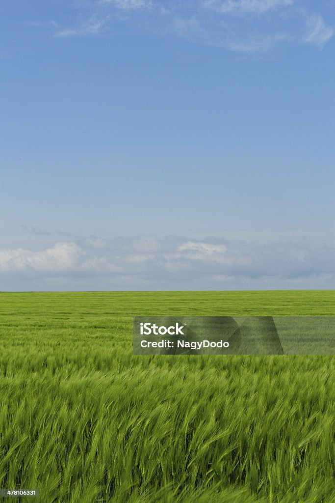 Blé champ sous le ciel nuageux bleu - Photo de Agriculture libre de droits