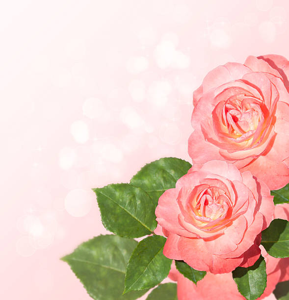 Pink Roses stock photo