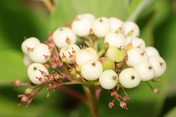 close up of plant fruits in a garden