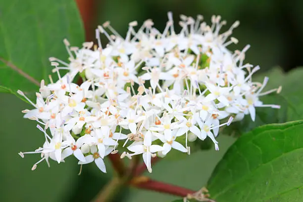 close up of white flowers