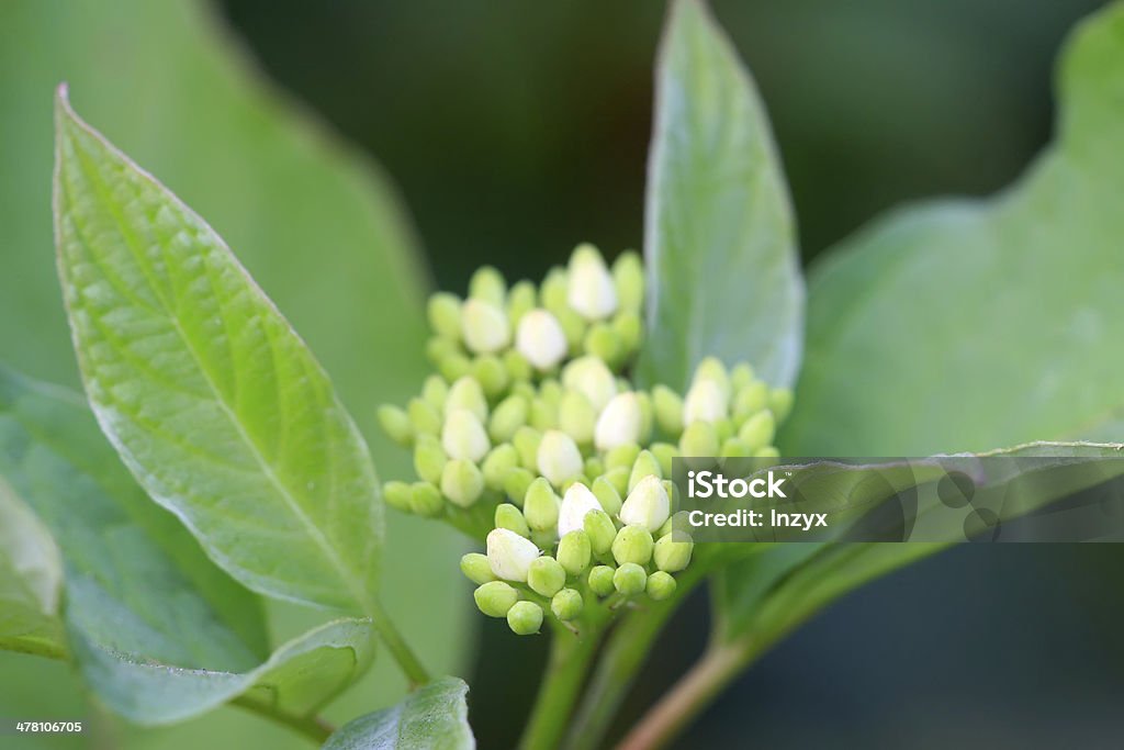 Fleurs blanches - Photo de Agriculture libre de droits