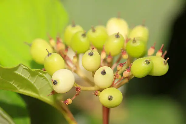 close up of plant fruits