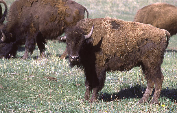 istock Bison grazing open range Yellowstone National Park Wyoming 478106870