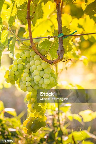 Tomates Uvas Na Vinha - Fotografias de stock e mais imagens de Agricultura - Agricultura, Ao Ar Livre, Cena Não Urbana