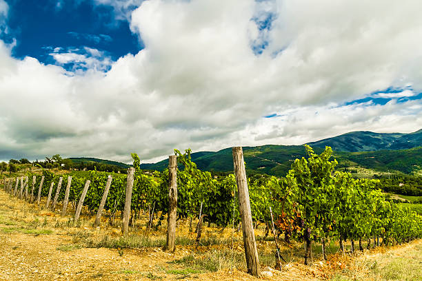 istock Vineyard in the Tuscan countryside. 478107615