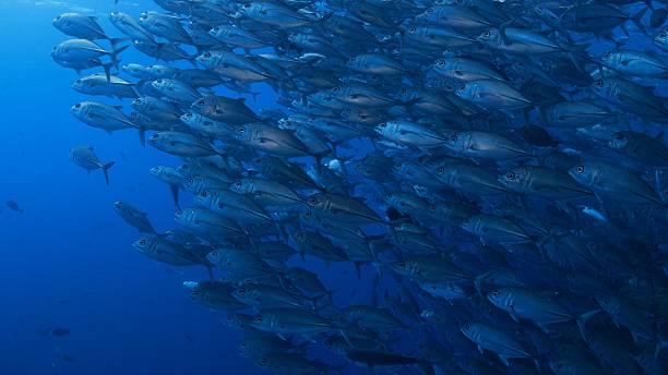 istock Trevally (Jackfish, Gin-Ga-Me-A-Ji) schooling in the line 478107656
