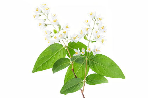 Flowering Deutzia Magnifica shrub on white background