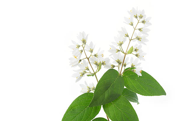 istock Flowering Deutzia Magnifica shrub 478108032