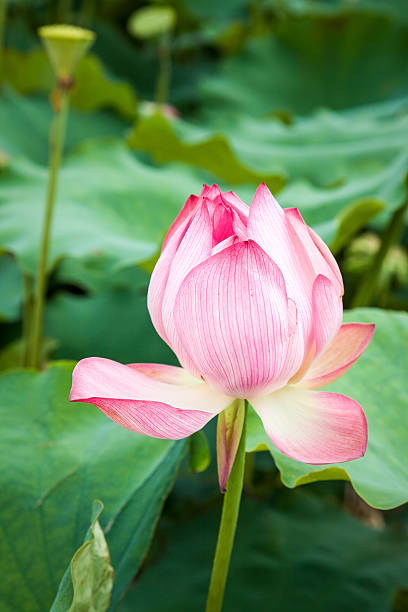 istock blooming lotus flower in the sunshine 478108347